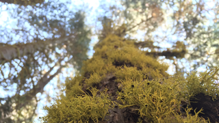 Hotter Fires Could Mess With Entire Food Webs